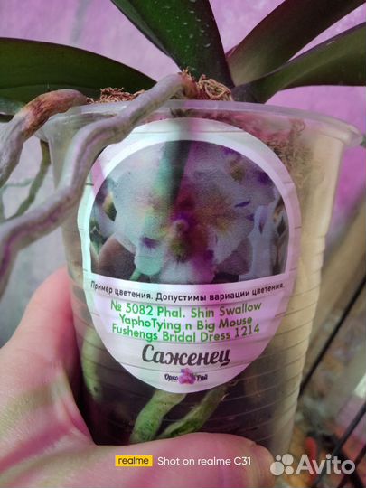 Орхидея бабочка