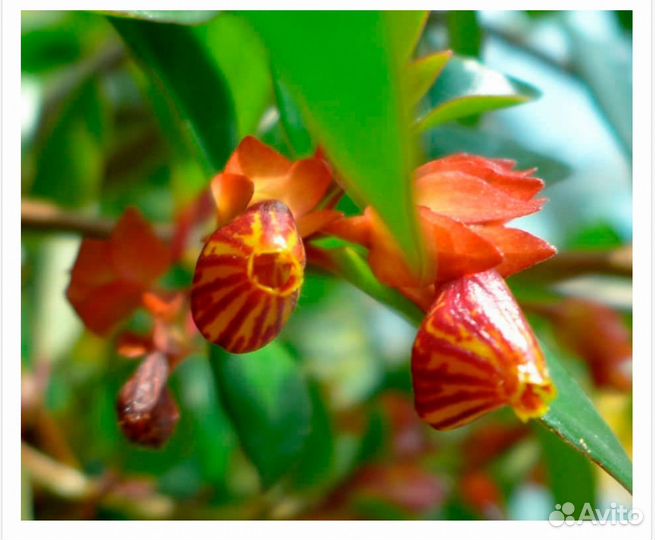 Комнатные цветы