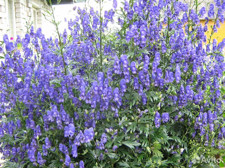 Многолетники