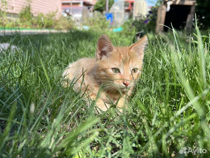 Милые рыжие котята