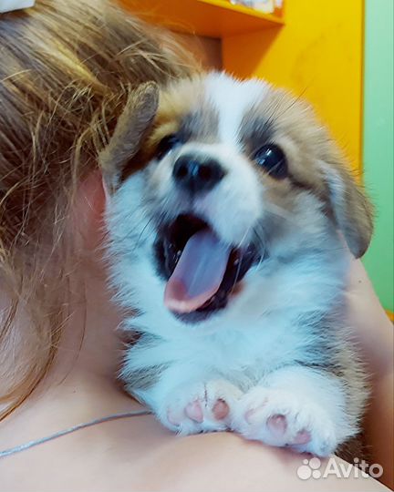 Щенки Вельш корги пемброк