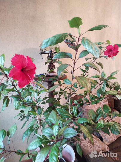 Табернемонтана, Клеродендроны,розмарин