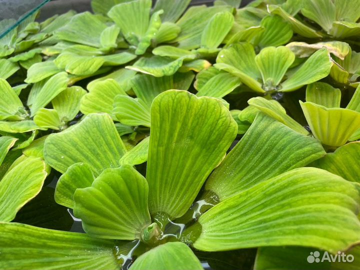 Аквариумные растения