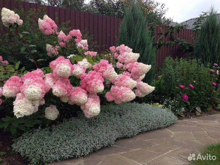 Гортензия саженцы. Черенки P9-Р14, 2 - 4-х летки