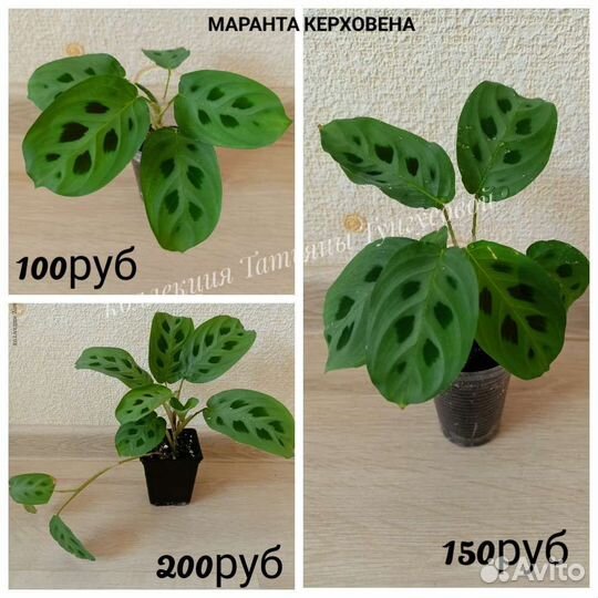 Строманты,маранты, диффенбахии