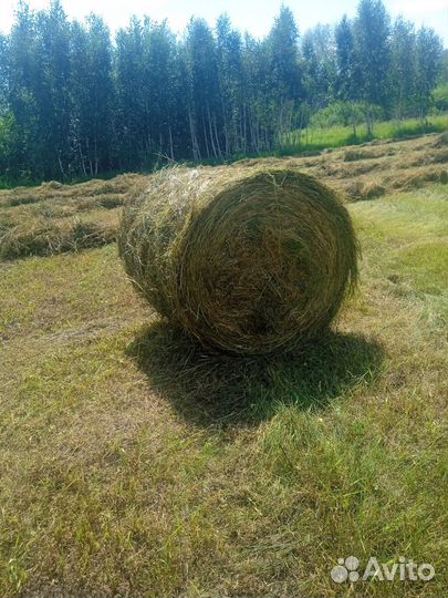 Продам сено Есть доставка в даный момент как на фо