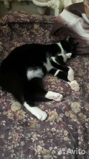 Зоогостиница,передержка животных