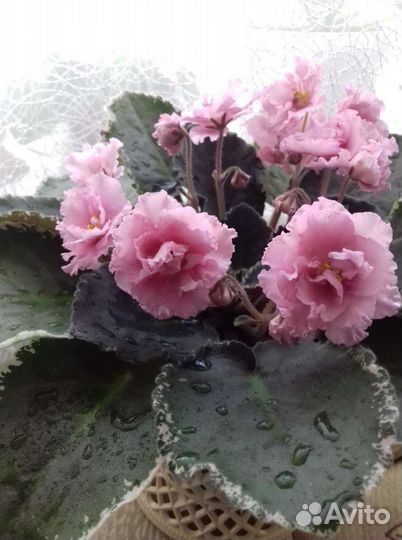 Детки сортовых фиалок