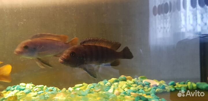 Малавийские цихлиды