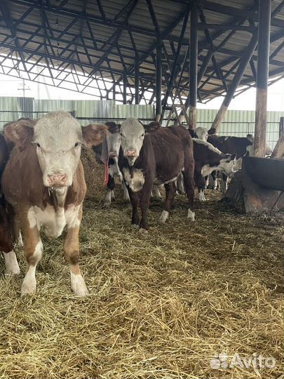 Бычки и телки