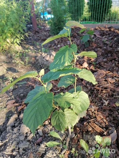 Саженцы орешника