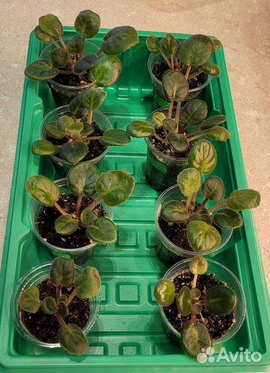 Детки сортовой фиалки