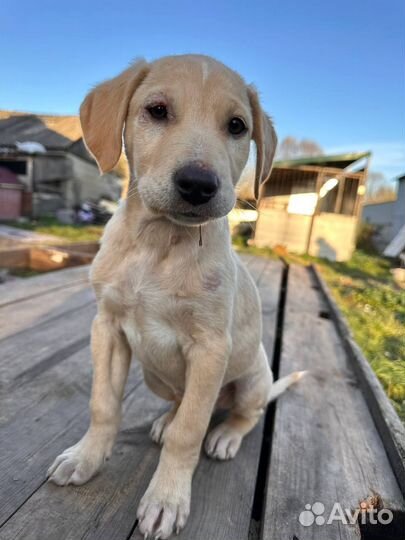 Щенок в добрые руки