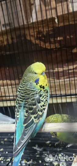 Выстовочный волнистый попугай