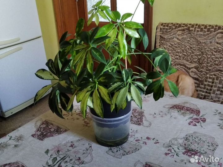 Шефлера вариегатная