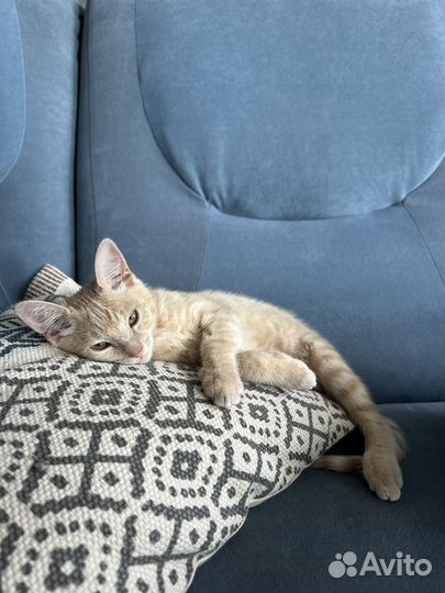 Домашние животные котята бесплатно