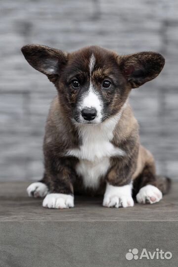 Вельш корги кардиган тигровая деаочка