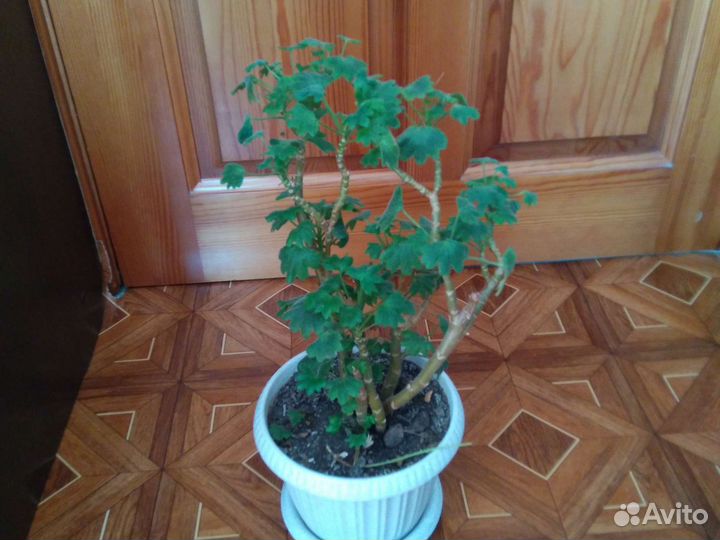 Королевская пеларгония, герань