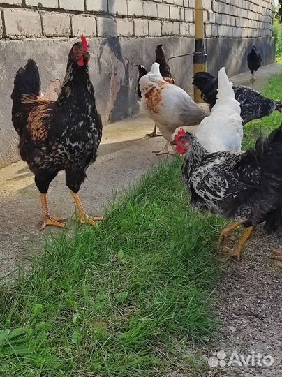Петушки молодые
