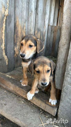 Русская гончая. Готовы к переезду