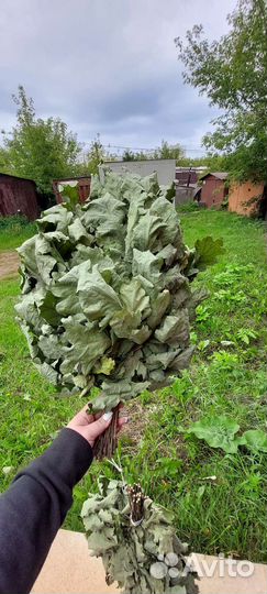 Дубовые веники для бани