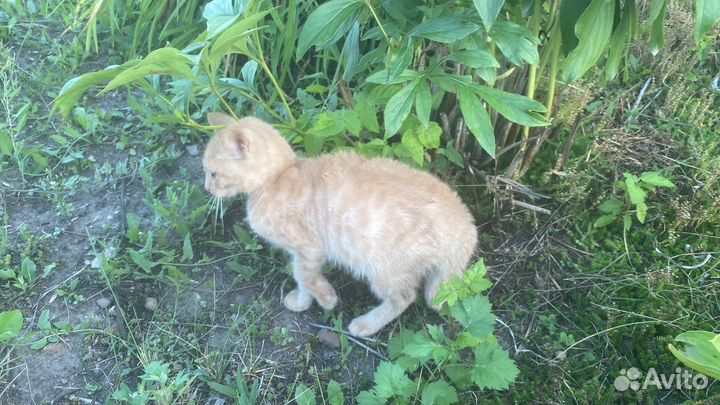 Рыжий котенок в добрые руки бесплатно