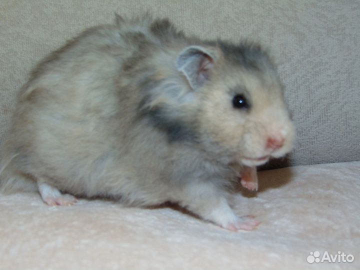 Сирийские хомяки из питомника