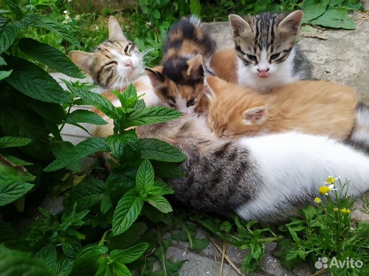 Котята в добрые руки