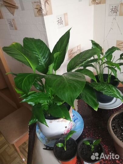 Комнатные цветы