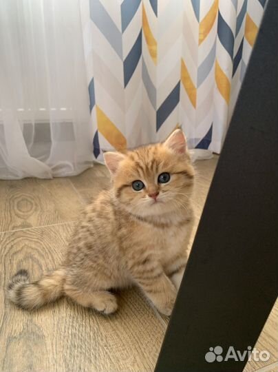 Британская золотая шиншилла котенок