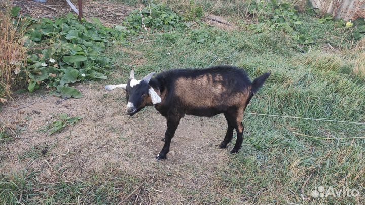 Англо нубийский козел