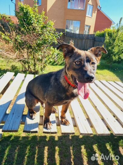 Маленькая собака в добрые руки