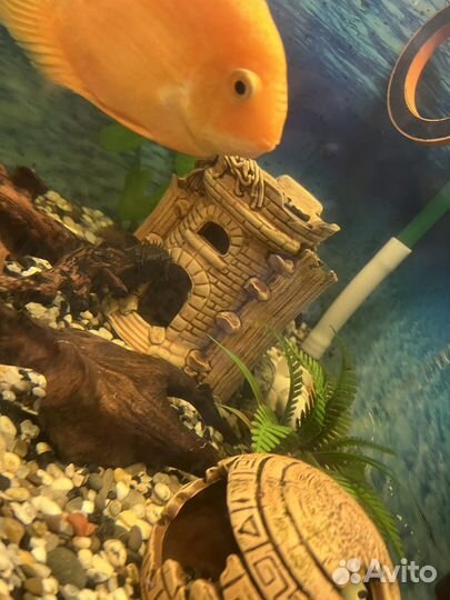 Аквариум с тумбой бу и оборудование