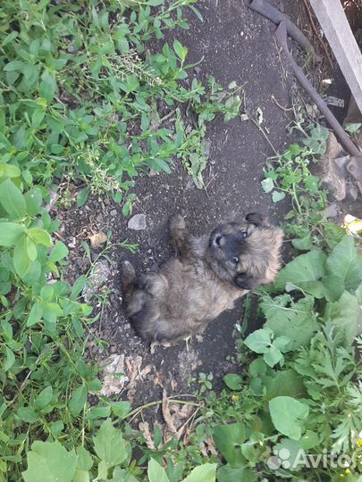 Щенки