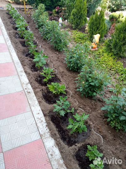 Хризантема летняя