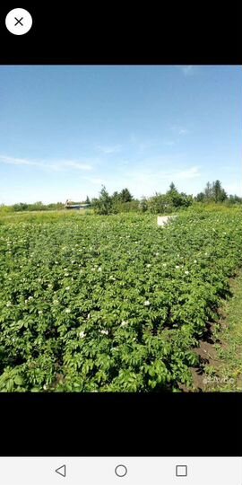 Участок 8 сот. (СНТ, ДНП)