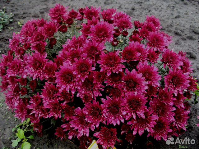 Хризантема мультифлора