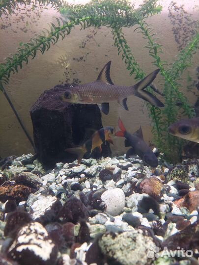 Аквариумные рыбки отдам бесплатно