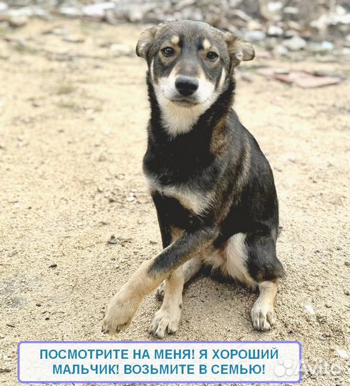 Щенок мальчик 8мес ищет дом