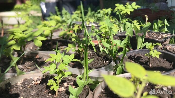 Декенея Фаргеза