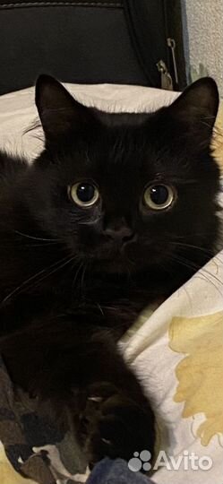 Котик