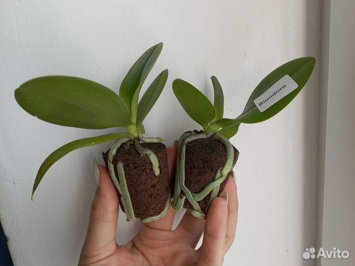 Орхидея biondoro арома