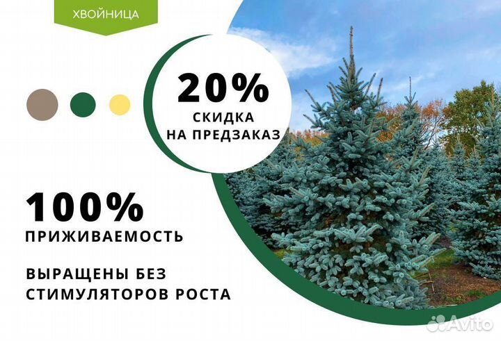 Ель голубая