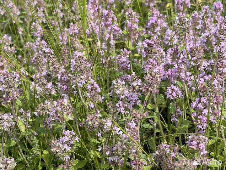 Мед 2023 года