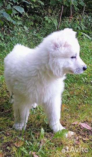 Щенки Белой швейцарской овчарки (бшо)