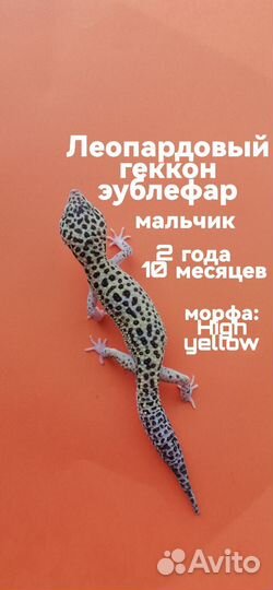 Геккон эублефар