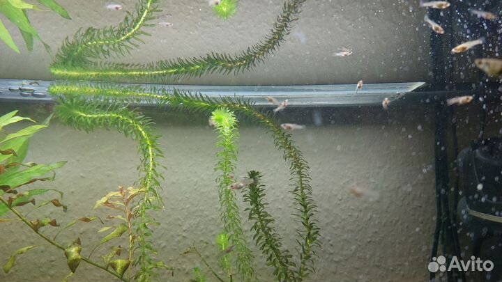 Гуппи, сомики