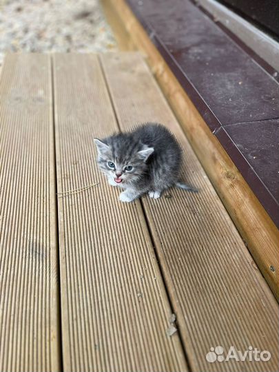 Котенок серая девочка в добрые руки