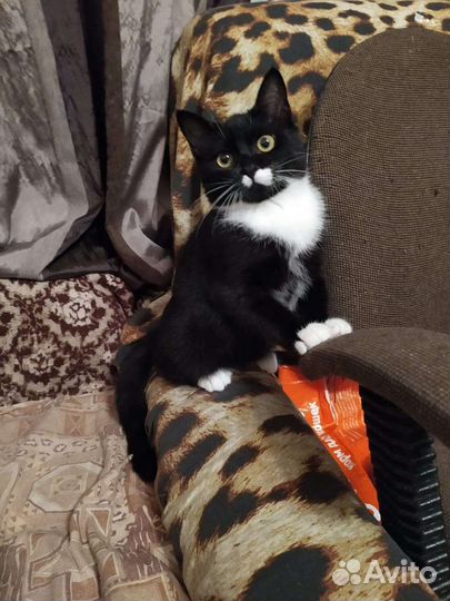 Котенок девочка