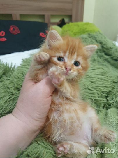 Кошка персидская